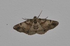 Syneora adelphodes