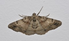 Syneora adelphodes