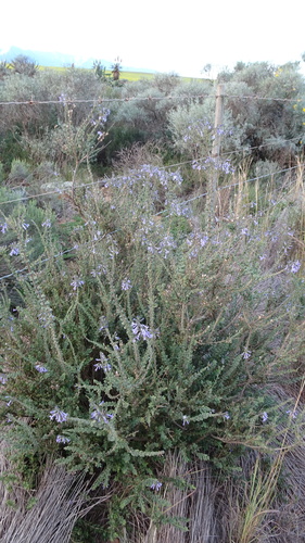 Image of Freylinia undulata by (c) Paul Emms, some rights reserved (CC BY-SA)