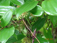 Smilax ovalifolia