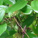 Smilax ovalifolia - Photo (c) Rujuta Vinod, some rights reserved (CC BY-NC), uploaded by Rujuta Vinod