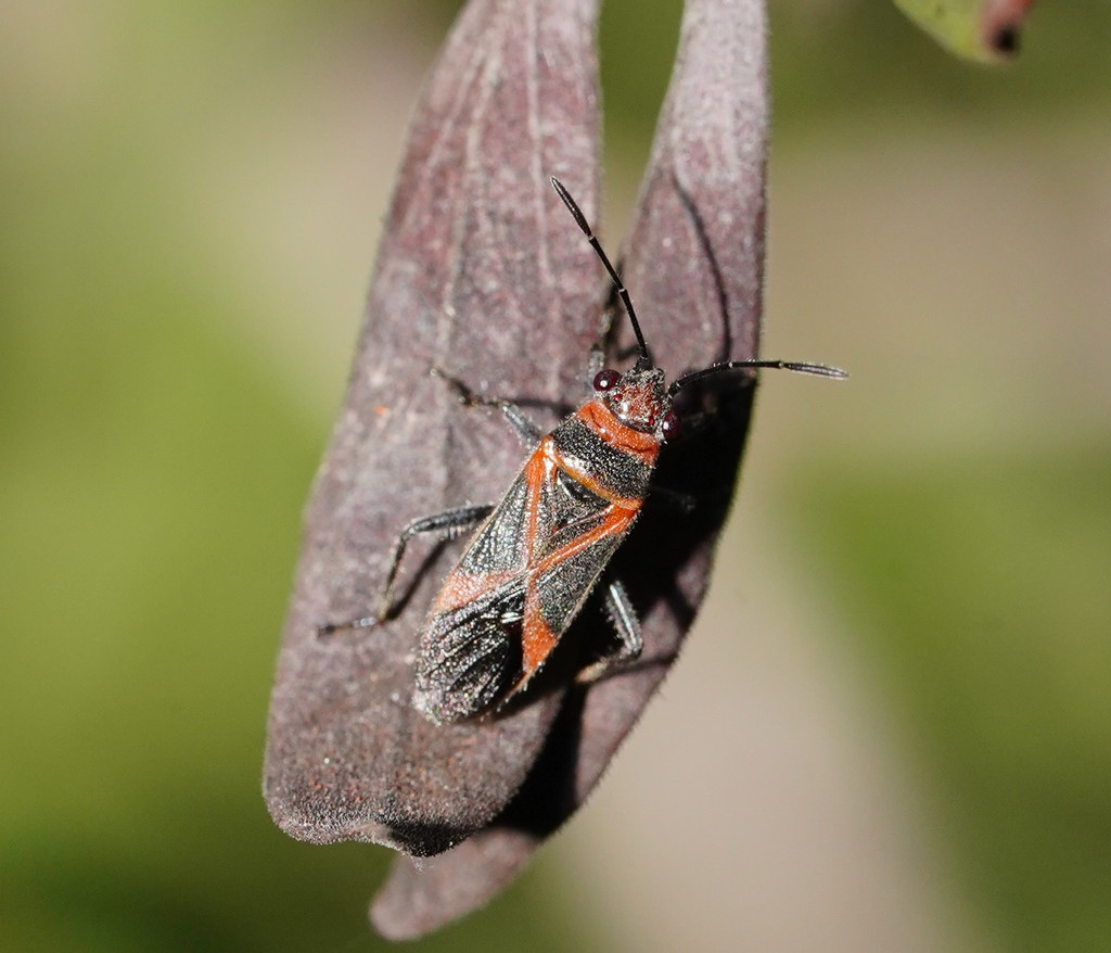 Arocatus chiasmus