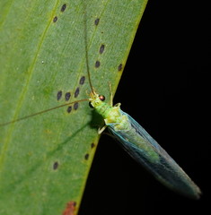 Plesiochrysa ramburi