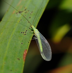 Plesiochrysa ramburi