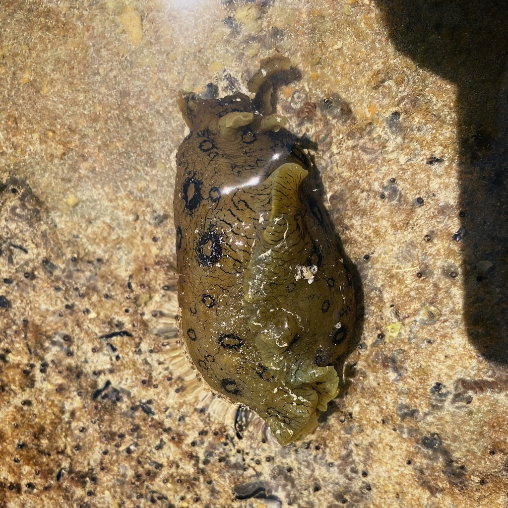 Large-spotted sea hare