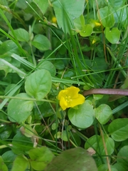Lysimachia nummularia