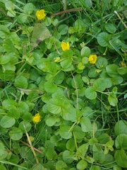 Lysimachia nummularia