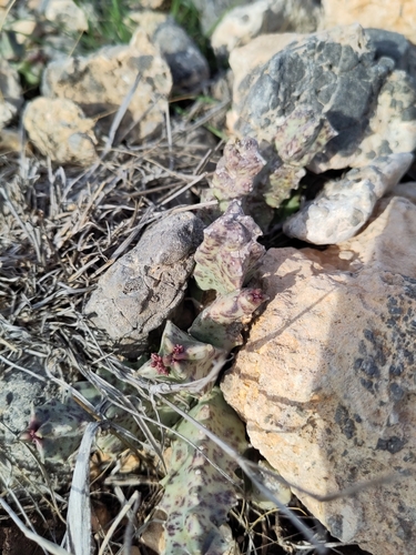 Image of Apteranthes europaea by (c) Julia Moning, some rights reserved (CC BY)