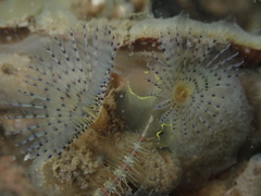 Bispira polyomma