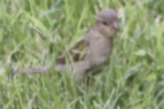 Passer domesticus
