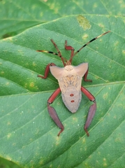 Prionolomia