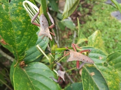 Prionolomia