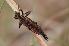 Didysmachus picipes
