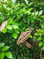 Spirama helicina