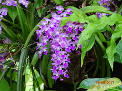 Aerides maculosa
