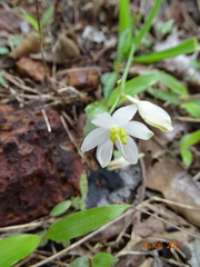 Chlorophytum tuberosum