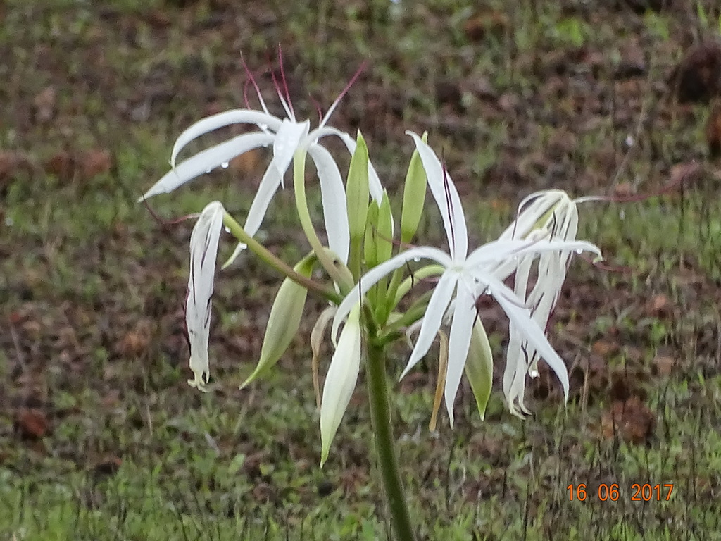 Crinum woodrowii