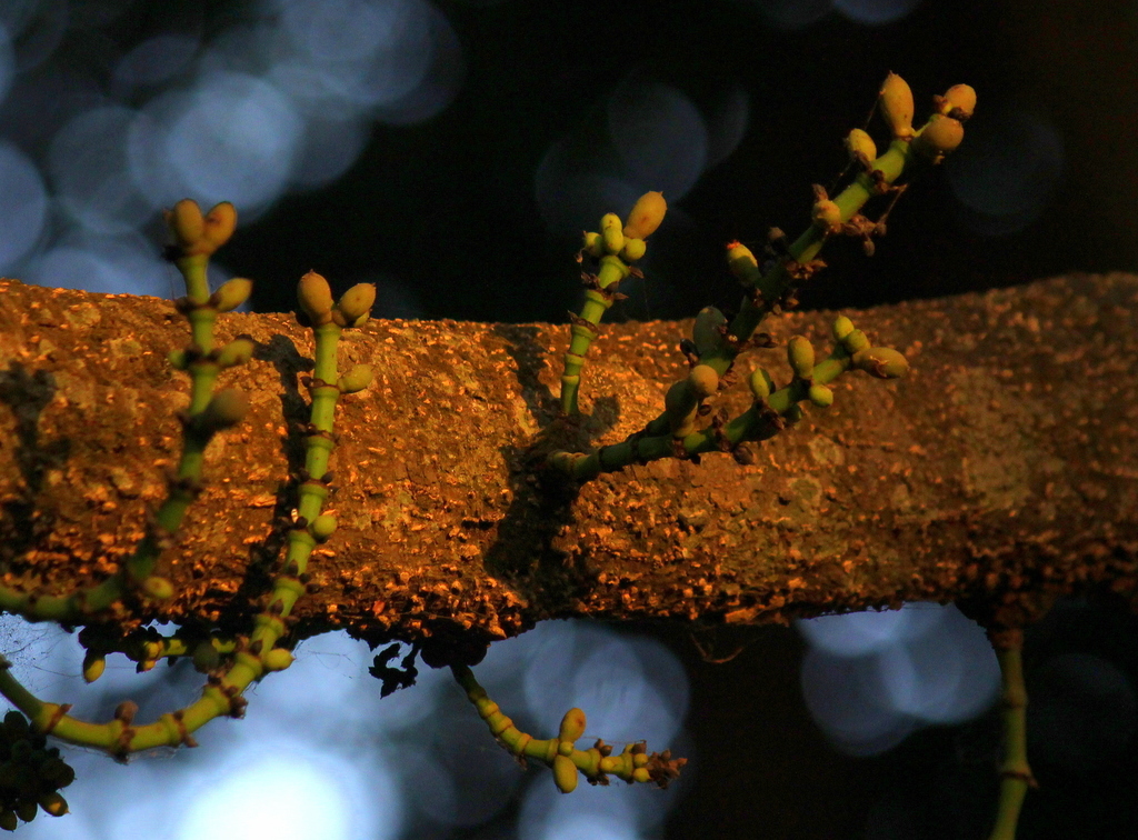 Gnetum edule (Gnetum edule)