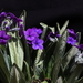 Primula macrophylla - Photo (c) Suresh Ghimire,  זכויות יוצרים חלקיות (CC BY-NC), הועלה על ידי Suresh Ghimire