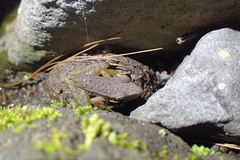 Chalcorana chalconota