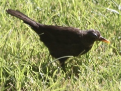 Turdus merula