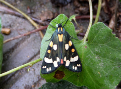 Callimorpha dominula