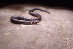 Oligodon bitorquatus