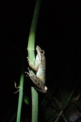 Chalcorana chalconota