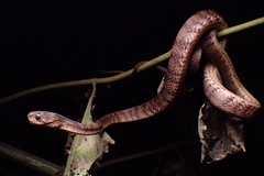 Pareas carinatus