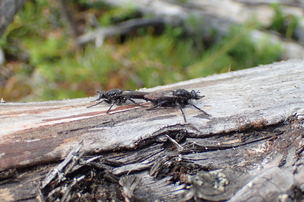 Andrenosoma cyrtoxys