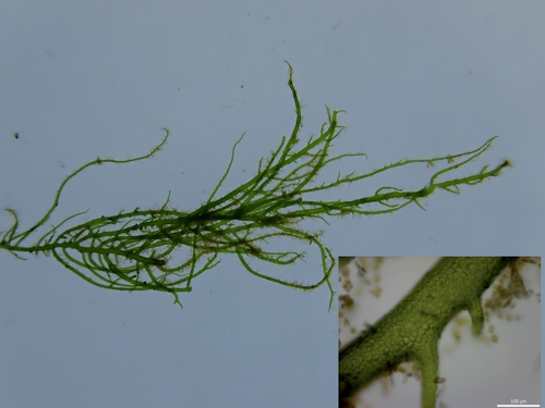 Spiky Tendrils (Ulva clathrata)