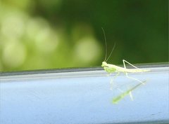 Tropidomantis gressitti