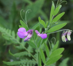 Lathyrus palustris pilosus