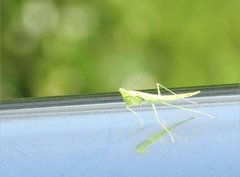 Tropidomantis gressitti