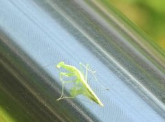 Tropidomantis gressitti