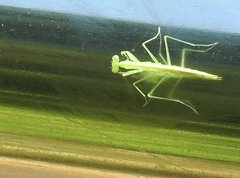 Tropidomantis gressitti