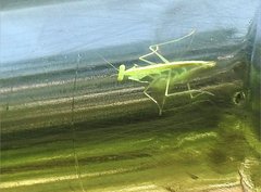 Tropidomantis gressitti