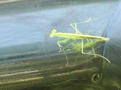 Tropidomantis gressitti