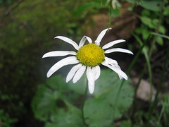 Leucanthemum rotundifolium