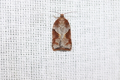 Acleris maccana