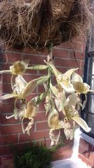 Stanhopea whittenii
