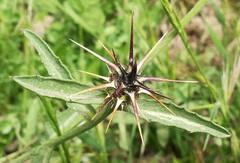Centaurea sicula