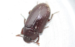 Alphitobius diaperinus