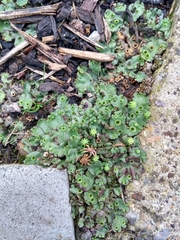 Marchantia polymorpha