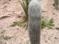 Cephalocereus senilis