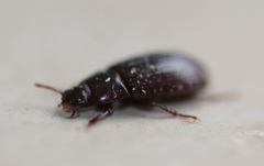 Alphitobius diaperinus