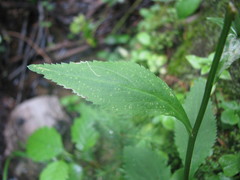 Leucanthemum rotundifolium