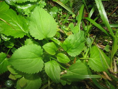 Leucanthemum rotundifolium