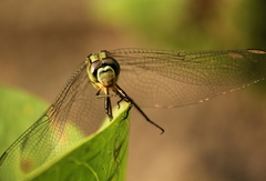 Orthetrum sabina