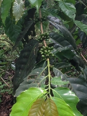 Coffea arabica